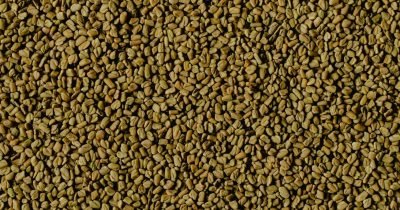 Fenugreek - Piskavica
